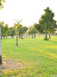 Pretty Park Views #18